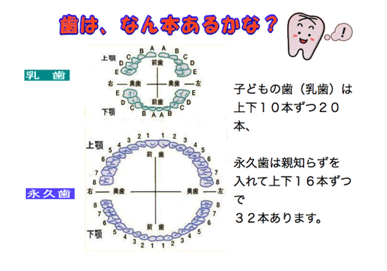 歯は、なん本あるかな？